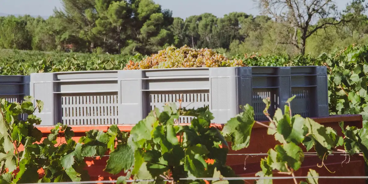 Gray harvest crates filled with grapes on a trailer beside green vines