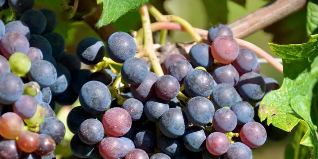 A close cluster of blue-purple Cabernet Franc grapes on the vine