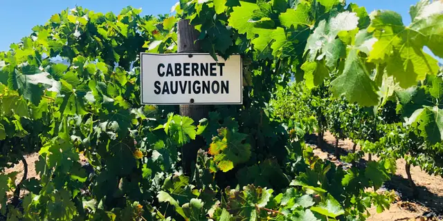 A cluster of dark blue Cabernet Sauvignon grapes hanging on the vine
