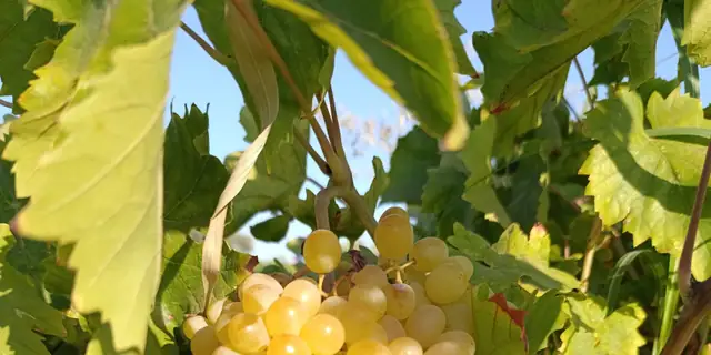 Bunches of green-gold Chardonnay grapes ripening on the vine in the sun