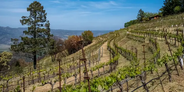 Terraced vineyard rows on a hillside with a tall pine tree and blue sky