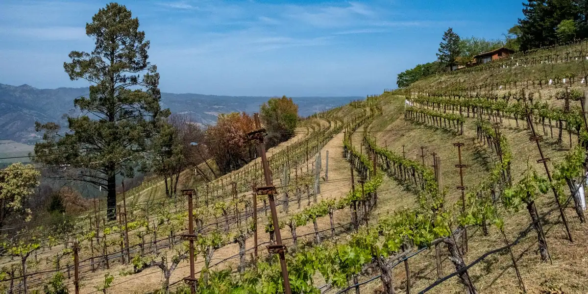 Terraced vineyard rows on a hillside with a tall pine tree and blue sky