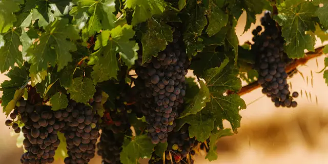 Ripe dark Merlot grapes hanging in a cluster on the vine
