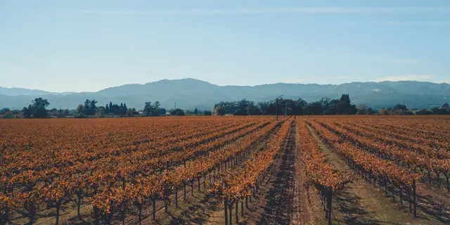 Long rows of autumn vines stretching across a valley floor toward distant hills in Napa Valley