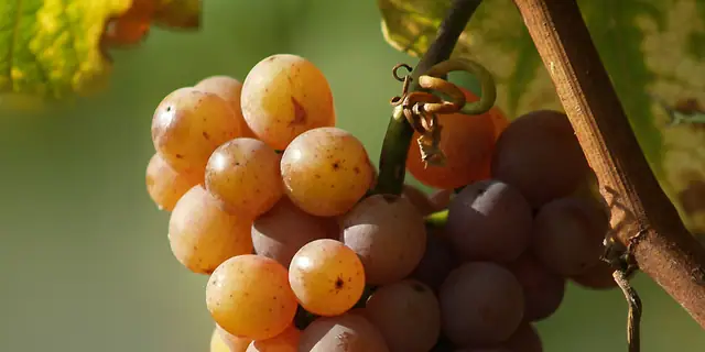 Grey-pink Pinot Gris grapes ripening on a vine