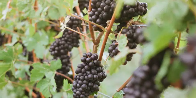 Tight clusters of dark Pinot Noir grapes on the vine