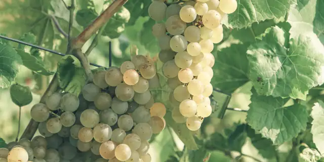 A cluster of golden Riesling grapes on a vine in sunlight