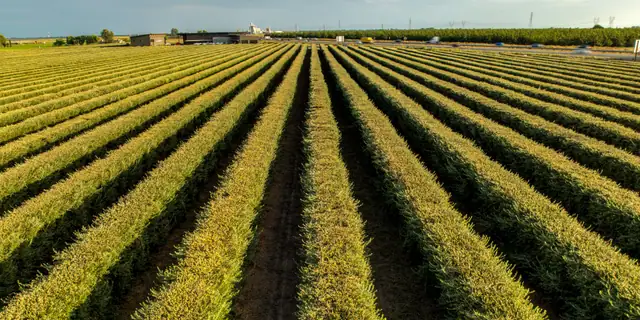 Long rows of vines stretching across a flat field at sunset in California