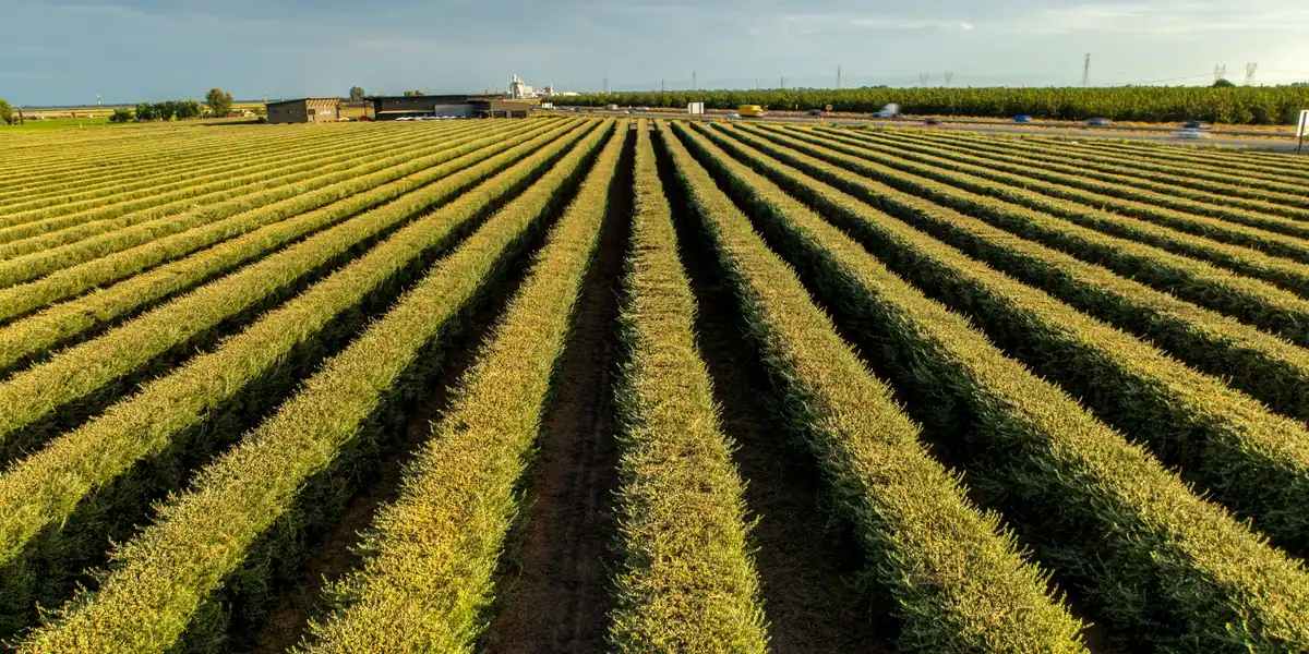Long rows of vines stretching across a flat field at sunset in California
