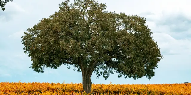 A large oak tree standing above golden vineyard rows in Paso Robles wine country