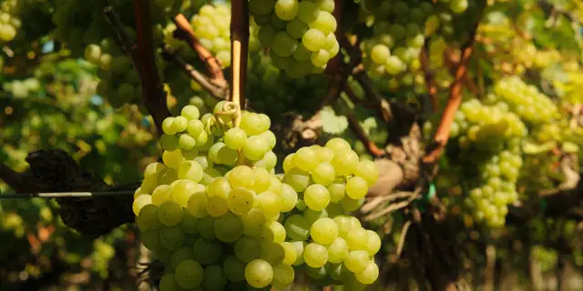 Pale green Sauvignon Blanc grapes with leaves on the vine