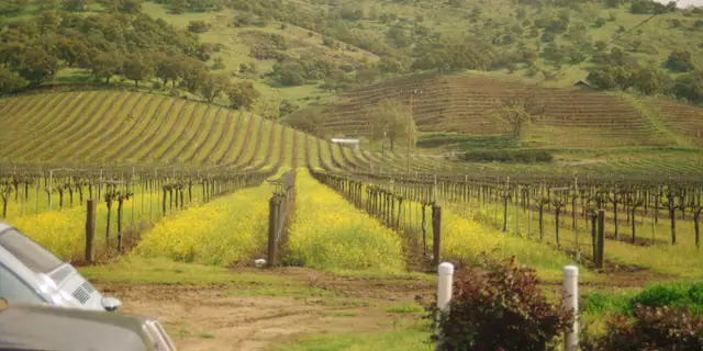 Vineyard rows with yellow mustard flowers growing between the vines on a green hillside