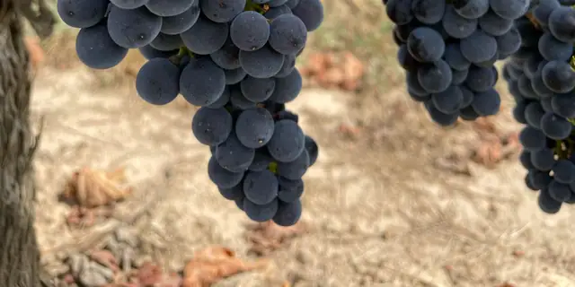 Deep purple Syrah grape clusters hanging among green leaves