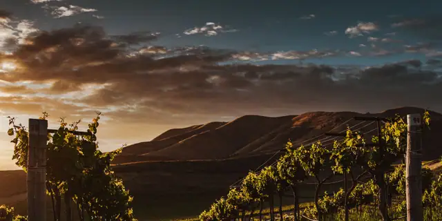 Vineyard rows on a hillside at sunset with dark hills and clouds behind