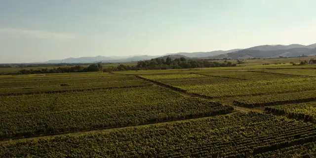 Aerial view of vineyard blocks in a wide valley with mountains in the distance