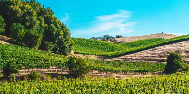 Green vineyard rows on rolling hillsides beneath a blue sky