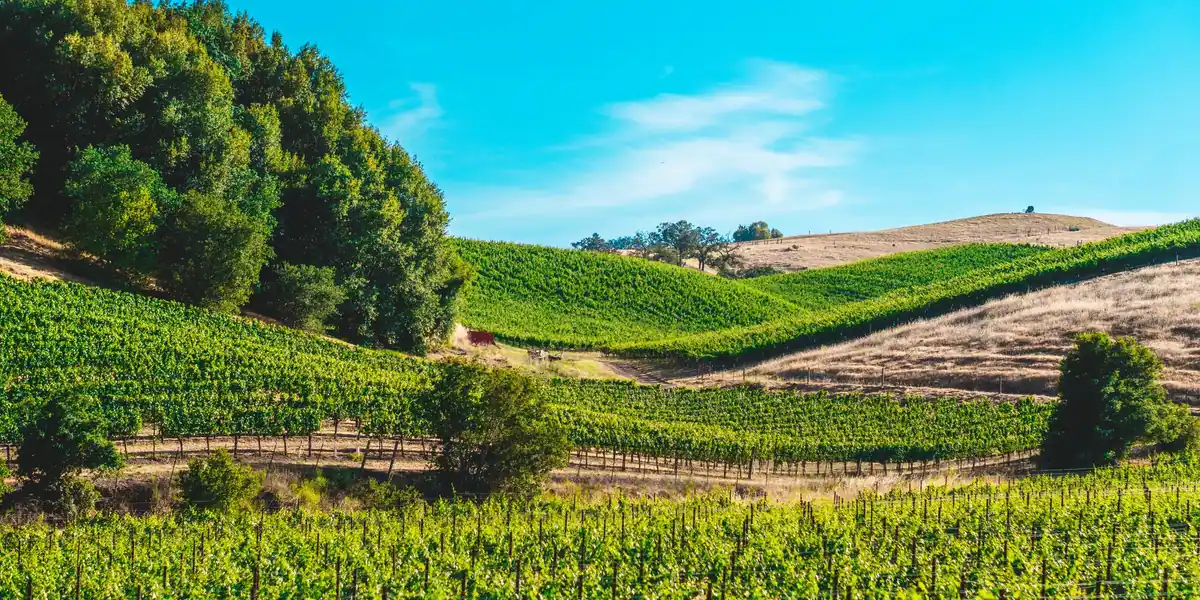 Green vineyard rows on rolling hillsides beneath a blue sky