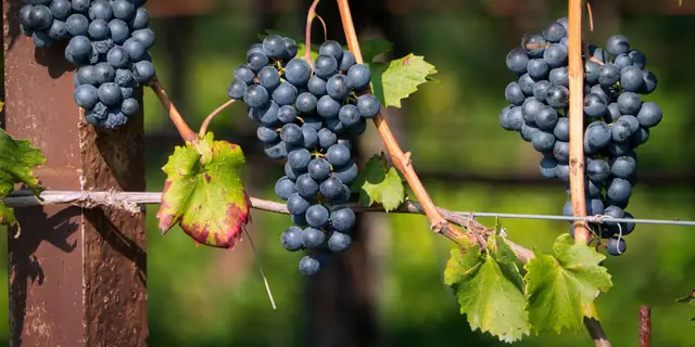 Dark Zinfandel grape clusters on an old vine